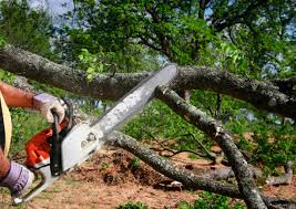 Why Choose Our Tree Removal Services in Tahoe Vista, CA?