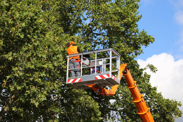 Professional  Tree Services in Tahoe Vista, CA