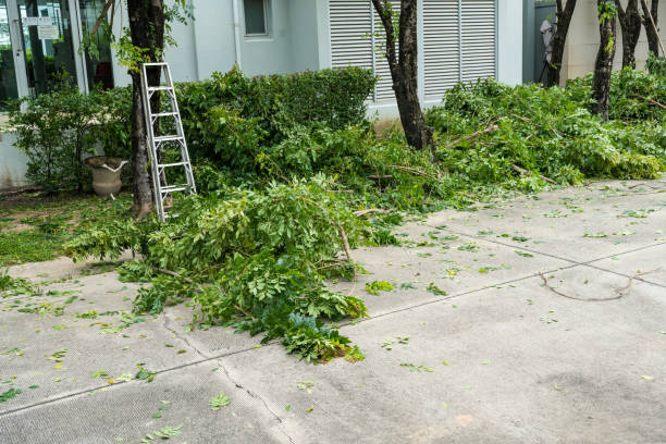 Tree and Shrub Care